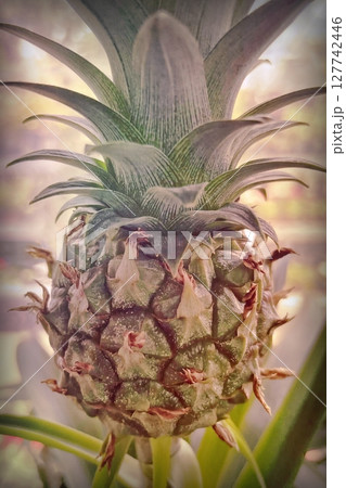 Pineapple plant with ripe and unripe fruits in greenhouse, vibrant tropical foliage and natural growth close-up Pineapple plant with ripe and unripe fruits in greenhouse, vibrant tropical foliage and natural growth close-up 127742446