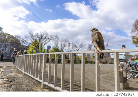 Osaka, Japan - Dec 30, 2022 : The eagle at Osaka castle in Osaka, Japan on Dec 30, 2022. Osaka, Japan - Dec 30, 2022 : The eagle at Osaka castle in Osaka, Japan on Dec 30, 2022. 127742917