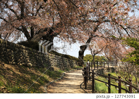 満開の桜のトンネルと小道 127743091