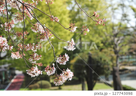 満開の桜のある風景 127743098
