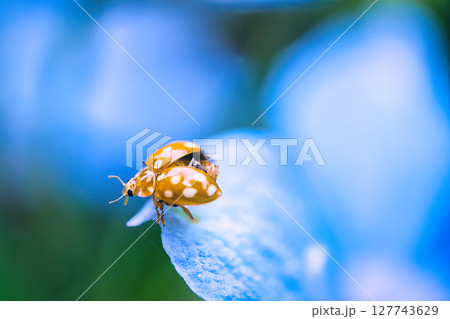 花にとまるテントウムシ 127743629