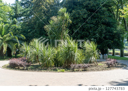 Young palm trees on a round lawn in the middle of an alley in a park. 127743783