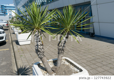 Palm tree in a stone flowerbed on a sidewalk in the city. Palm tree in a stone flowerbed on a sidewalk in the city. 127743922