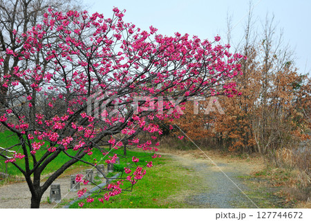 戸田川緑地の河津桜 127744672