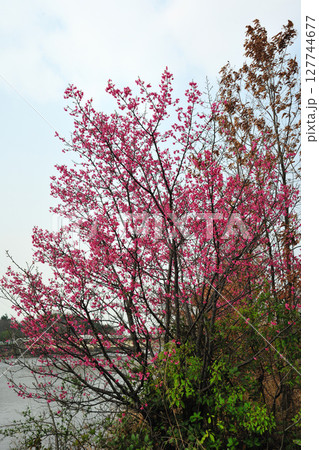 戸田川緑地の河津桜 戸田川緑地の河津桜 127744677