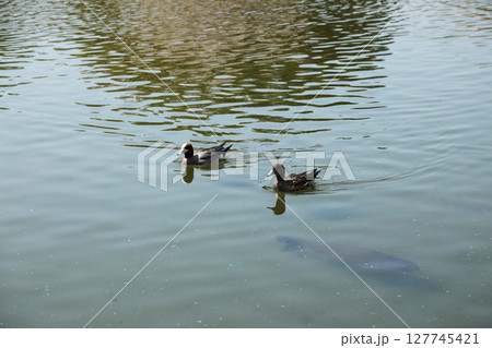 冬の川で泳ぐヒドリガモの群れ 冬の川で泳ぐヒドリガモの群れ 127745421