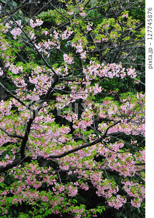 戸田川緑地の桜 戸田川緑地の桜 127745876