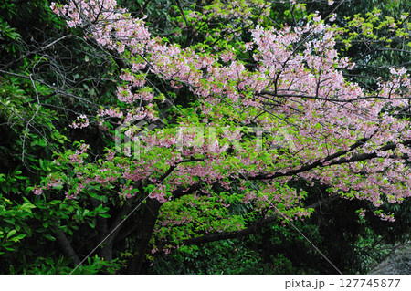 戸田川緑地の桜 127745877