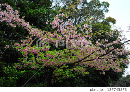 戸田川緑地の桜 127745878
