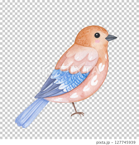 Blue tit bird on a tree branch, a beautiful wildlife animal with blue and white feathers 127745939