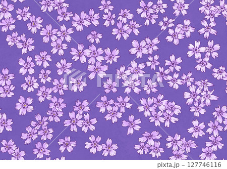 シームレスな芝桜の背景素材 127746116