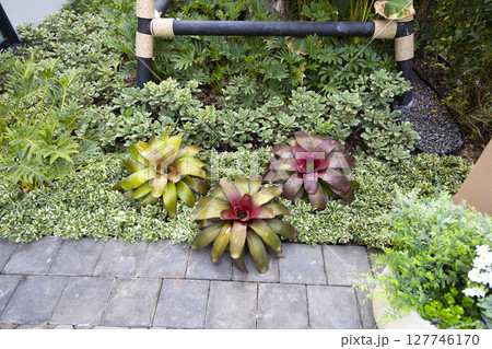Colorful plant leaves of Bromeliad in the garden. Colorful plant leaves of Bromeliad in the garden. 127746170