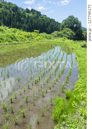 田植えを終えた若桜氷ノ山の棚田の風景 鳥取県 若桜町 田植えを終えた若桜氷ノ山の棚田の風景 鳥取県 若桜町 127746175