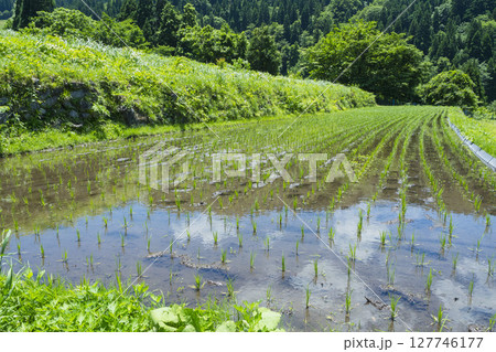 田植えを終えた若桜氷ノ山の棚田の風景 鳥取県 若桜町 田植えを終えた若桜氷ノ山の棚田の風景 鳥取県 若桜町 127746177