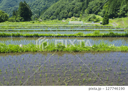田植えを終えた若桜氷ノ山の棚田の風景 鳥取県 若桜町 127746190