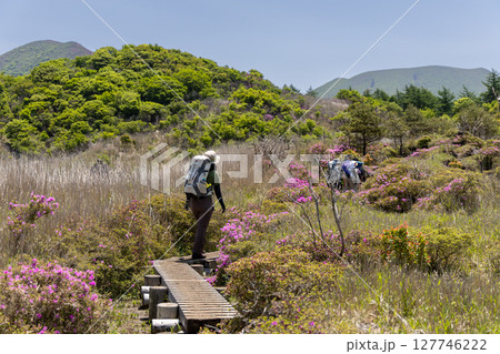 ミヤマキリシマ咲く雨ヶ池の木道を歩く登山者たち ミヤマキリシマ咲く雨ヶ池の木道を歩く登山者たち 127746222