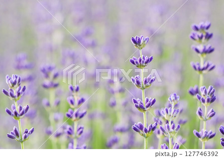 Lavender flowers blooming in the garden with blurred background on a summer day 127746392