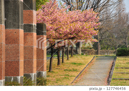 戸田川緑地の河津桜 戸田川緑地の河津桜 127746456