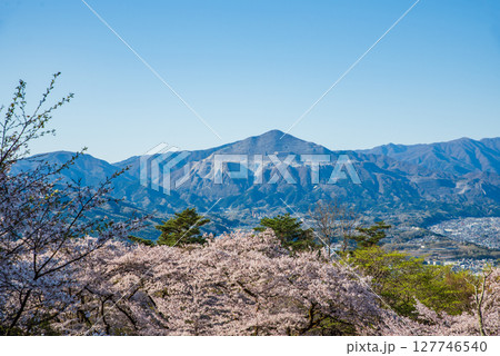 美の山公園の桜と武甲山と秩父盆地 127746540