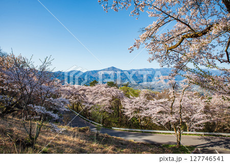 桜の咲く美の山公園への道と遠くに見える武甲山 127746541