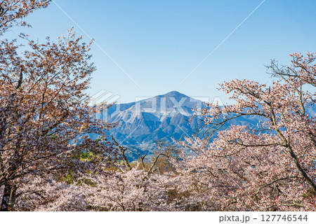 美の山から見る、桜に囲まれる武甲山 127746544