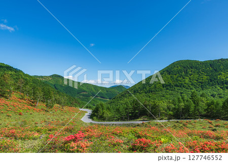 東御嬬恋線の道路と湯の丸高原のレンゲツツジ 東御嬬恋線の道路と湯の丸高原のレンゲツツジ 127746552