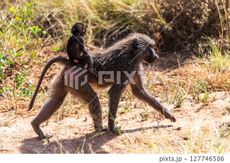 Baboons in Samburu national reserve 127746586
