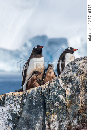 Gentoo Penguin Colony at Sierra Cove Gentoo Penguin Colony at Sierra Cove 127746598