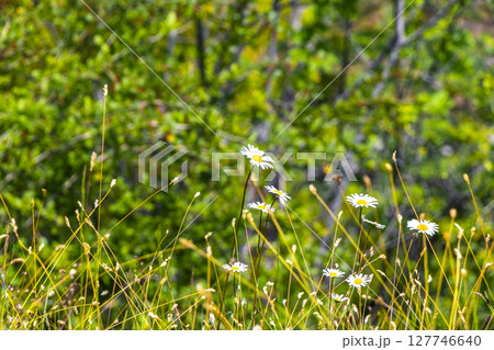 Daisies camomile and other meadow flowers in green grass Austria. Daisies camomile and other meadow flowers in green grass Austria. 127746640