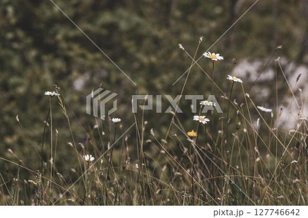 Daisies camomile and other meadow flowers in green grass Austria. 127746642