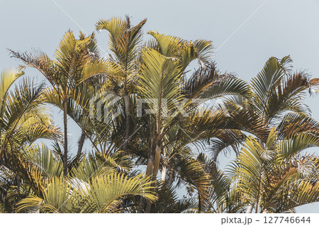 Tropical Palms Trees Palm Tree with Blue Cloudy Sky Brazil. Tropical Palms Trees Palm Tree with Blue Cloudy Sky Brazil. 127746644