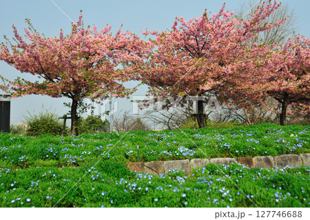 戸田川緑地の河津桜 127746688