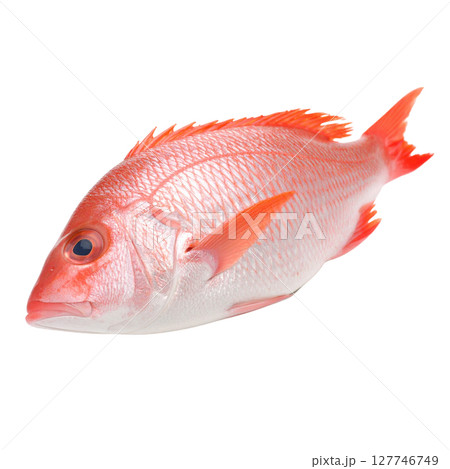 Red goldfish isolated on white background 127746749