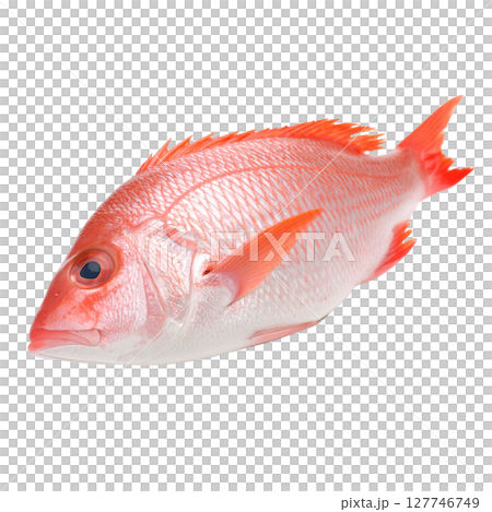 Red goldfish isolated on white background 127746749