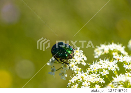 Green rose chafer beetle insect on flower in Tyrol Austria. Green rose chafer beetle insect on flower in Tyrol Austria. 127746795