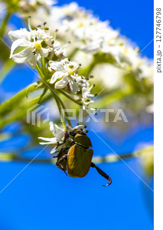 Many brown beetles beetle insect insects on flower Tyrol Austria. Many brown beetles beetle insect insects on flower Tyrol Austria. 127746798