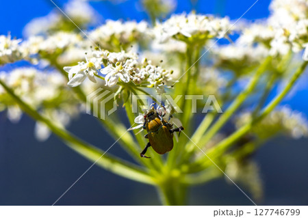 Many brown beetles beetle insect insects on flower Tyrol Austria. Many brown beetles beetle insect insects on flower Tyrol Austria. 127746799