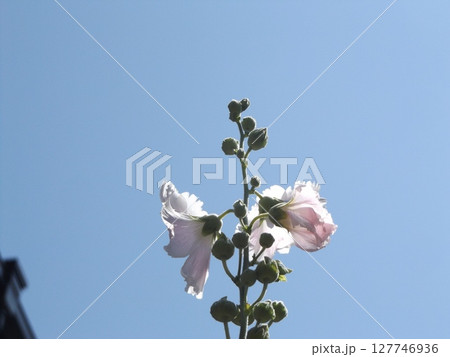 綺麗な白色のタチアオイの花 127746936