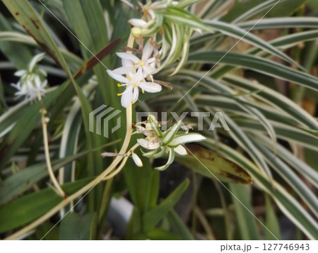 オリズルランの可愛い白色の花 オリズルランの可愛い白色の花 127746943