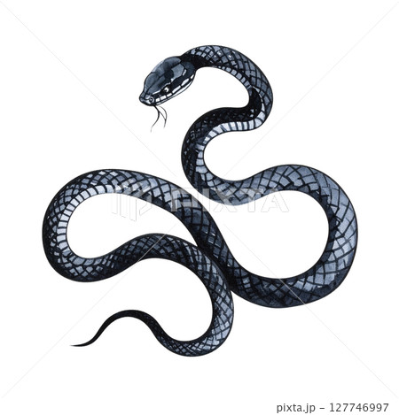 Snake in Chinese ink style on transparent background 127746997