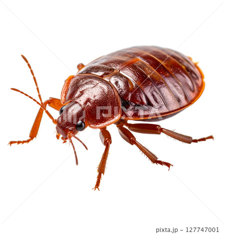 Dead brown hissing cockroach macro detail, isolated on white background Dead brown hissing cockroach macro detail, isolated on white background 127747001