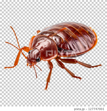 Dead brown hissing cockroach macro detail, isolated on white background Dead brown hissing cockroach macro detail, isolated on white background 127747001