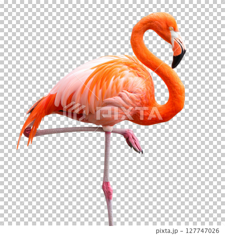 Beautiful pink flamingo bird with long neck and feathers, standing isolated on a white background 127747026