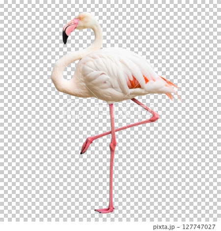 Beautiful pink flamingo bird with long neck and feathers, standing isolated on a white background Beautiful pink flamingo bird with long neck and feathers, standing isolated on a white background 127747027