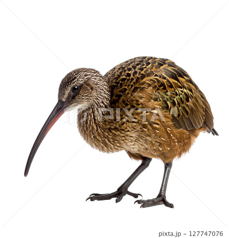 White-isolated pheasant, a wild brown bird, with feathers and a beak 127747076