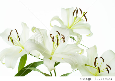 白い百合の花 127747083
