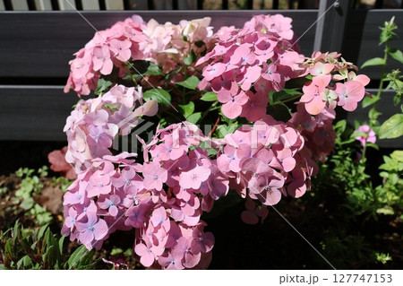 紫陽花ラグランジアオーロランジュ 127747153