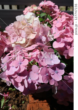 紫陽花ラグランジアオーロランジュ 紫陽花ラグランジアオーロランジュ 127747156