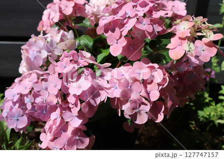 紫陽花ラグランジアオーロランジュ 紫陽花ラグランジアオーロランジュ 127747157