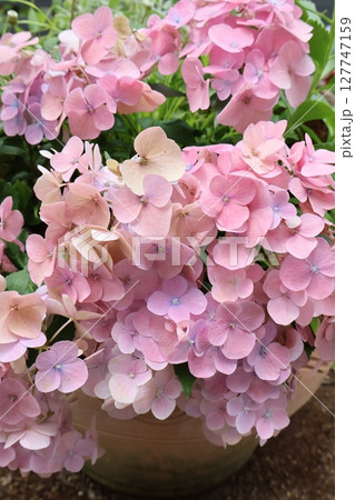 紫陽花ラグランジアオーロランジュ 紫陽花ラグランジアオーロランジュ 127747159
